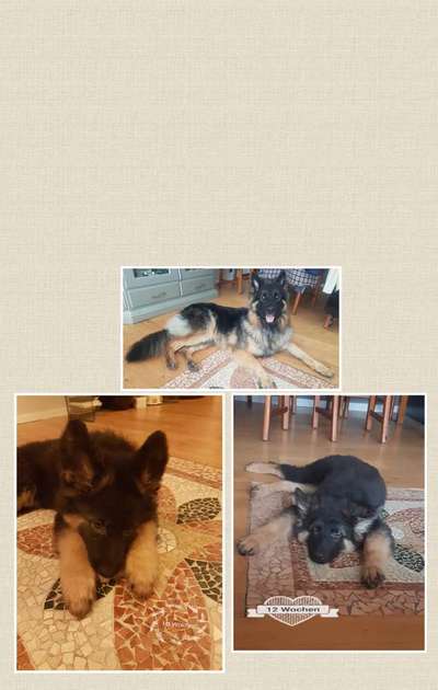 Schäferhund-Fans?-Beitrag-Bild