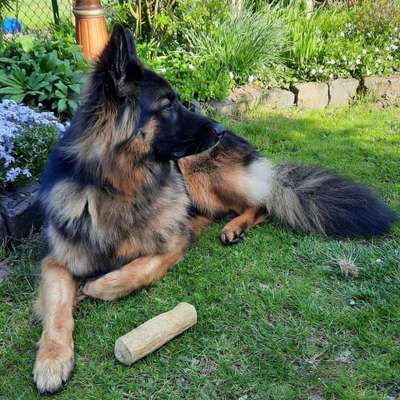 Schäferhund-Beitrag-Bild