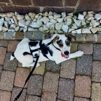 Hundetreffen-Gassirunde oder Spieltreffen 🦮-Profilbild