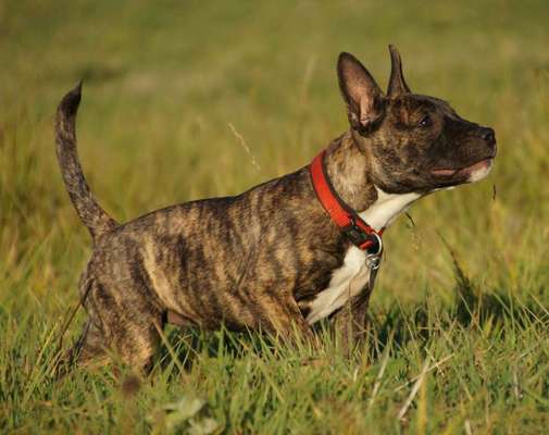 Mischlingshunde Foto Aufruf-Beitrag-Bild