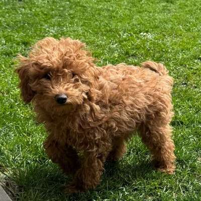 Hundetreffen-Welpentreff Südstadt Abendrunde-Bild