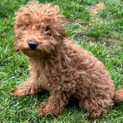 Hundetreffen-Welpentreff Südstadt Morgenrunde-Bild