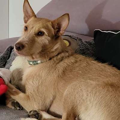 TierschutzhundeStammtisch🐕-Beitrag-Bild