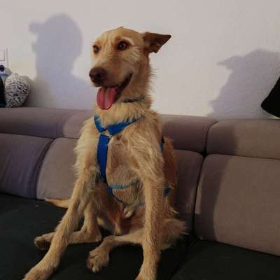 Hundetreffen-Gemütliche Gassirunde in den Weinbergen
