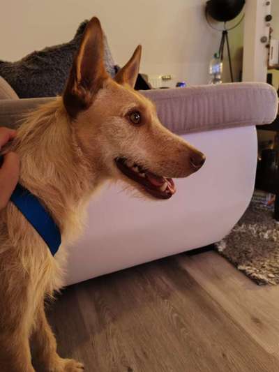 Podenco/Mischlinge hier? :-)-Beitrag-Bild