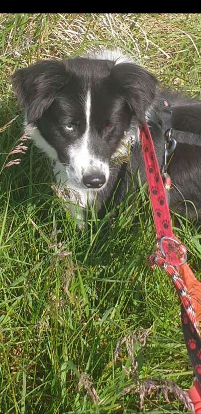 Die Dogorama Monats Challenge "Es grünt und blüht"-Beitrag-Bild