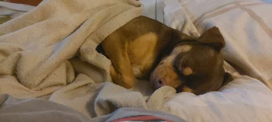 Zeigt euren Hund wo er was lustiges macht als Welpe-Beitrag-Bild