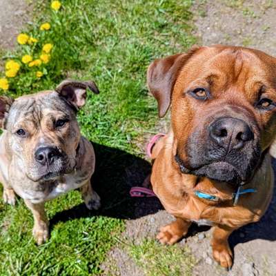 Hundetreffen-Mensch Hund Teams gemeinsame Spaziergänge und Trainingseinheiten-Bild