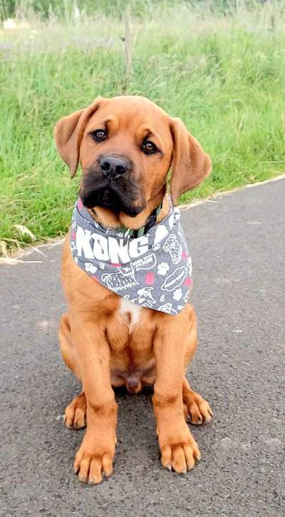 Hundetreffen-Gemeinsames Spazierengehen-Bild