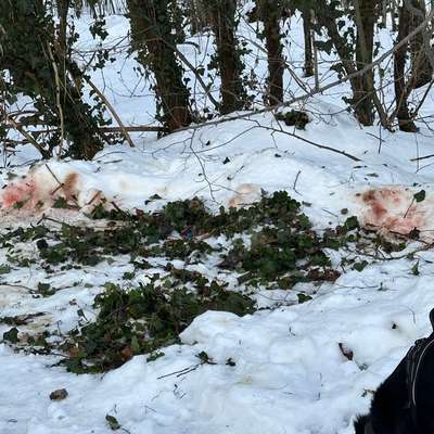 Giftköder-Wildüberreste der letzten Jagd-Bild