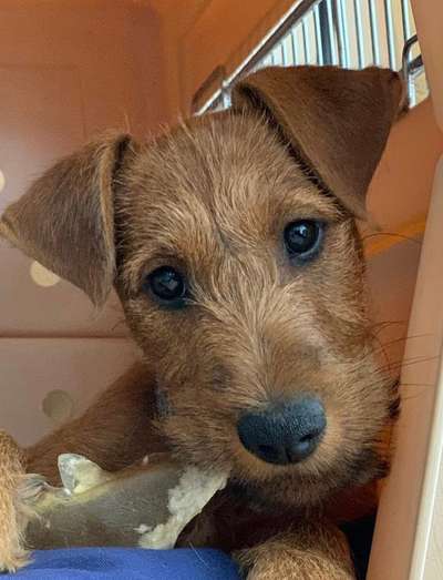 Welpen Bilder !-Beitrag-Bild