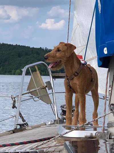 Die Dogorama Kalender Challenge 4/4-Beitrag-Bild