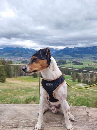 Zeigt her eure Junghunde :)-Beitrag-Bild