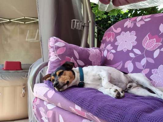 Reinrassige Hunde?-Beitrag-Bild