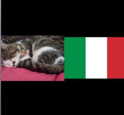 Wie heißt dein Hund?-Beitrag-Bild