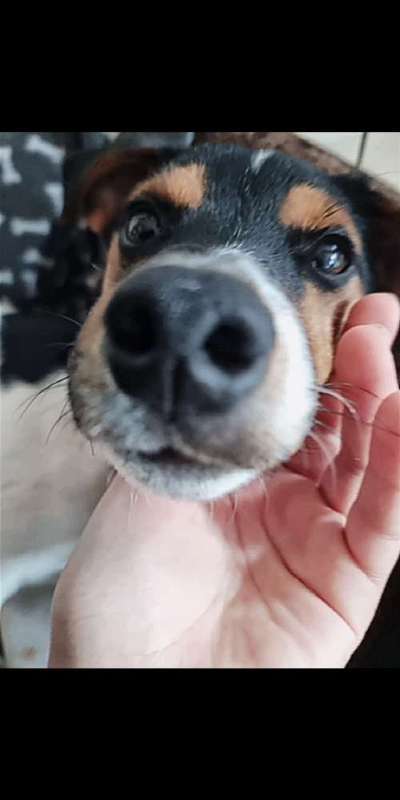 Zeigt her eure Hundenasen-Beitrag-Bild