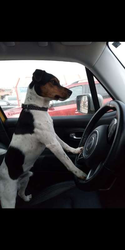 Wie heißt dein Hund?-Beitrag-Bild