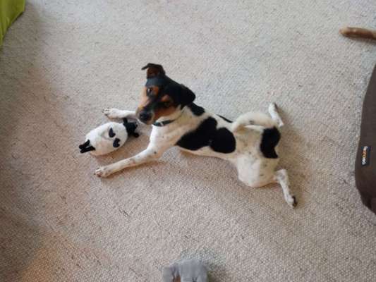 Wenn dein Hund vergisst was er ist...-Beitrag-Bild