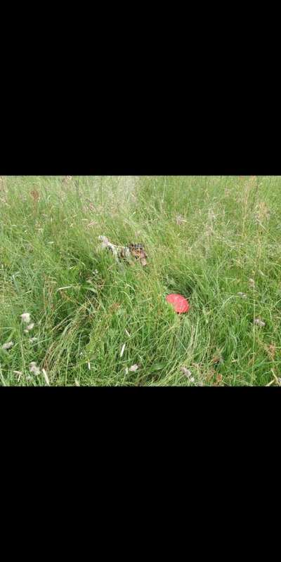 Fotochallenge 87: Im Park-Beitrag-Bild