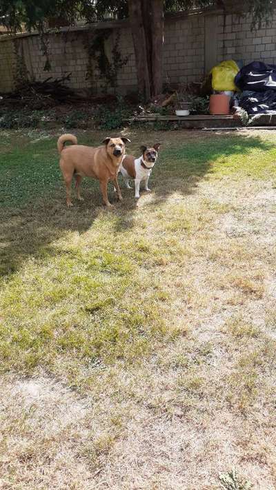 Bester Freund, Hundekumpel - zeigt her!-Beitrag-Bild