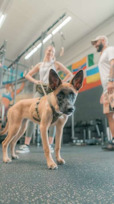 Hundetreffen-Betreuung gesucht-Bild