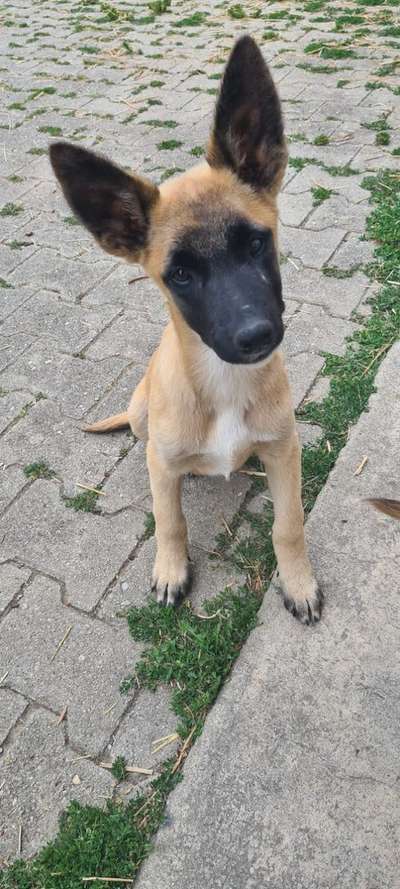 Welpen Bilder !-Beitrag-Bild