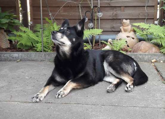 Wie "jung" haben sich eure Hunde gehalten ?-Beitrag-Bild