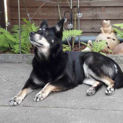 Mischlinge raten - Rätselspaß-Beitrag-Bild