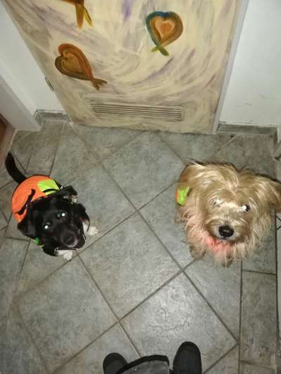 Hundewesteempfehlungen?-Beitrag-Bild