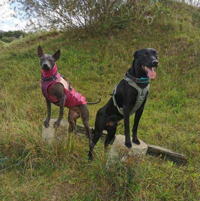 Hundetreffen-Gassi/Training/ggf. Spiel-Bild