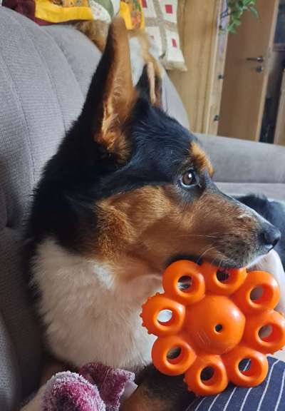 Corgis und ihre persönlichen Hofangestellten-Beitrag-Bild