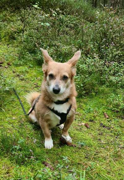 Mischlingshunde Foto Aufruf-Beitrag-Bild