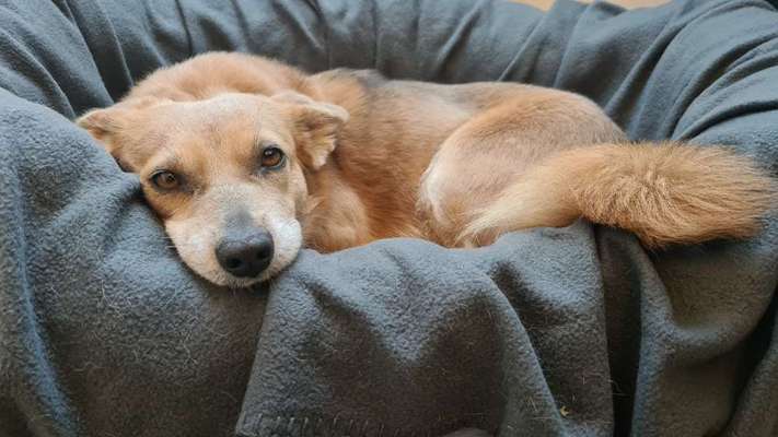 Mischlingshunde Foto Aufruf-Beitrag-Bild