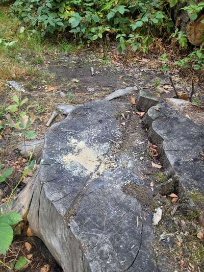Giftköder-Hellgelbe pulverartige Substanz-Bild