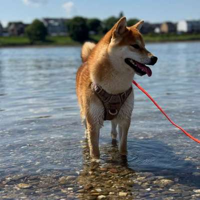 Shiba - Eltern-Beitrag-Bild