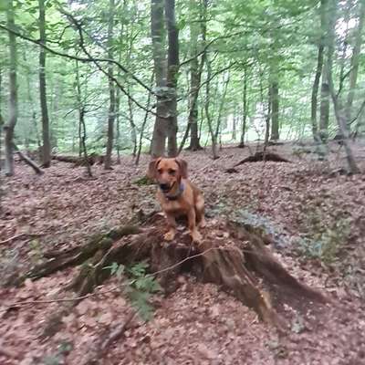 Hundetreffen-Spaziergänge  oder kleine Wanderungen-Bild