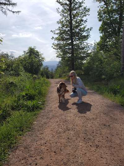 Hundetreffen-Hundekontakt - Social Walk - Training - im Harz-Bild