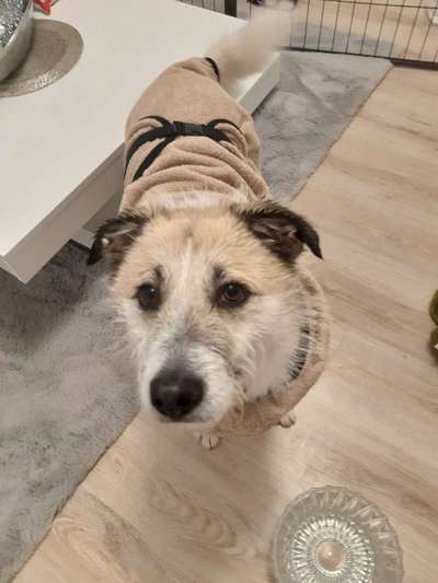 Die Dogorama Wochen Challenge-Beitrag-Bild