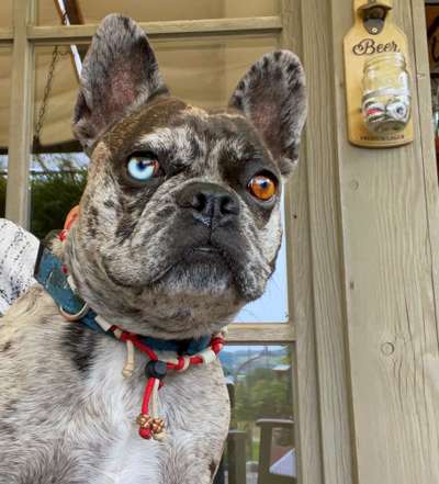 Französische Bulldoggen-Beitrag-Bild