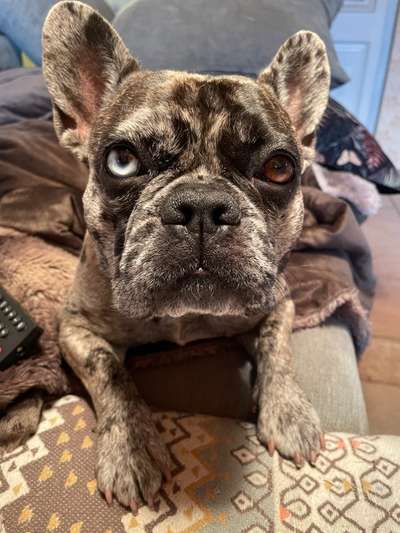 Französische Bulldoggen-Beitrag-Bild