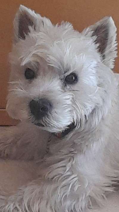Wie kamt ihr auf die Rasse eures Hundes?-Beitrag-Bild
