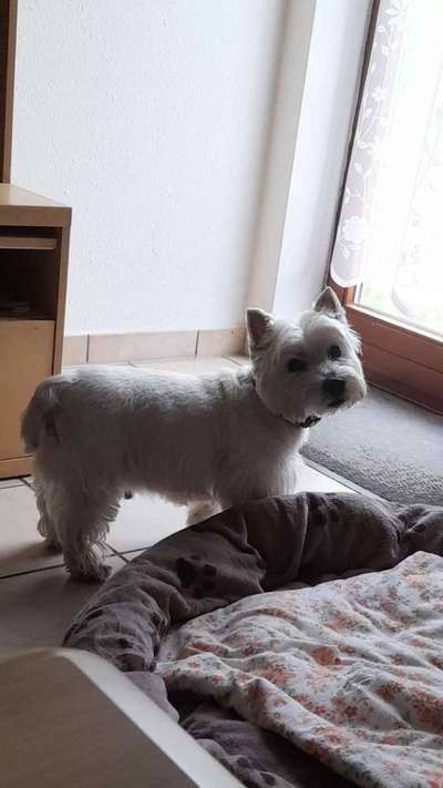 Der Gewichts-Thread-Beitrag-Bild