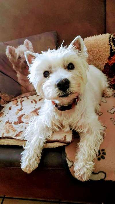 Westie-Beitrag-Bild