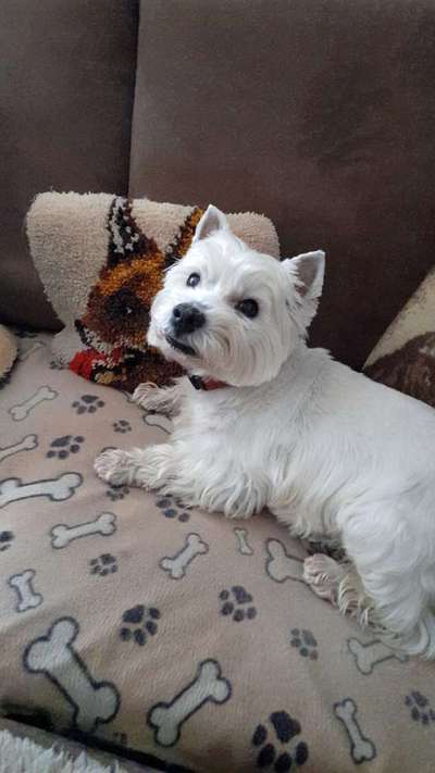 Hunderunde-Beitrag-Bild