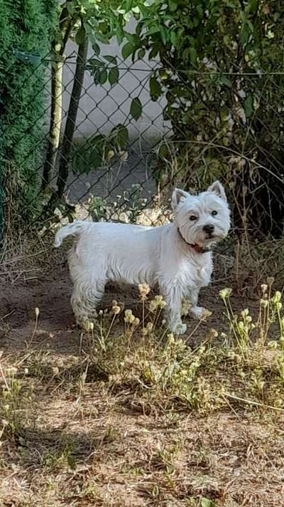 Seltene Rassen!-Beitrag-Bild