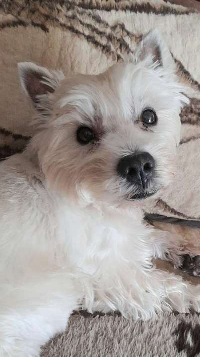 Westhighland white Terrier-Beitrag-Bild