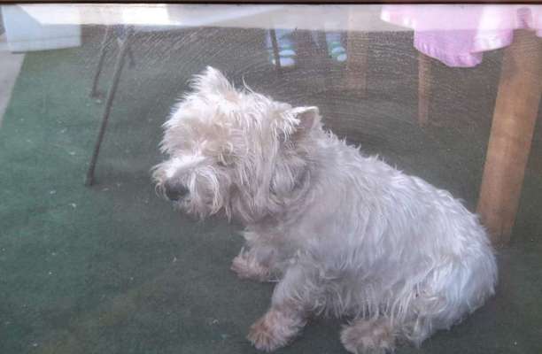 Hunderunde-Beitrag-Bild