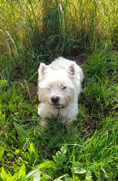 Wuseln hier auch Cairn Terrier rum?-Beitrag-Bild