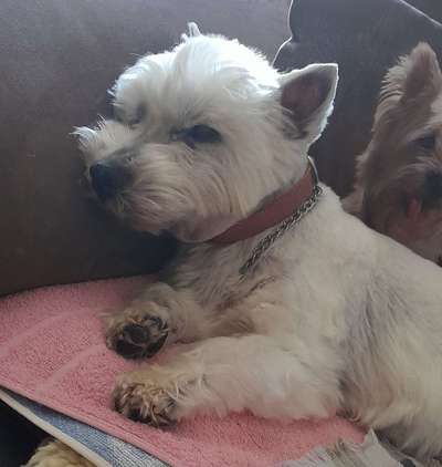 Großer oder kleiner Hund ?-Beitrag-Bild