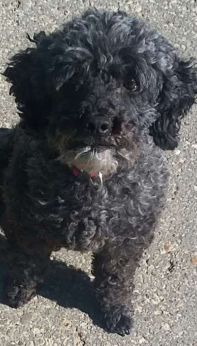 Alles rund um den Pudel-Beitrag-Bild